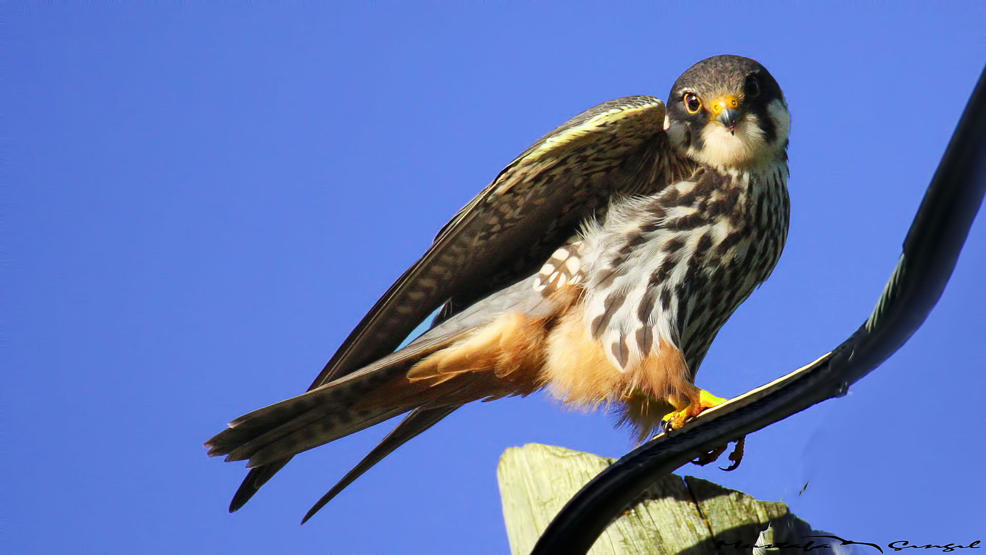 Eurasian Hobby